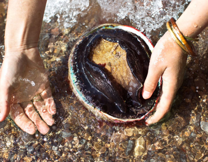Bào ngư Úc viền đen – Thực phẩm bổ dưỡng sức khoẻ từ thiên nhiên